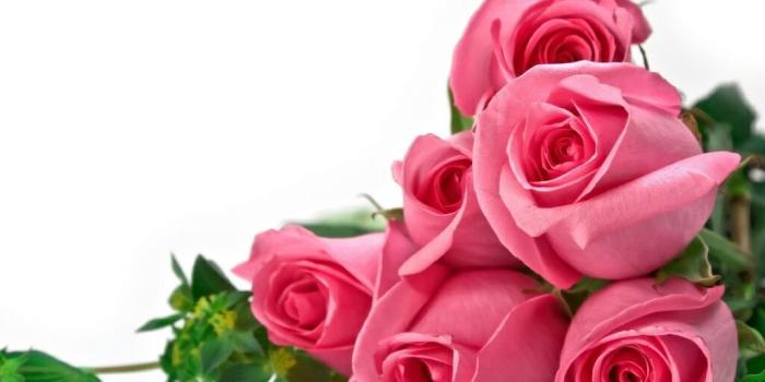 1024x768 Beautiful Rose Flowers HD ee download Beautiful Rose | HD Wallpapers