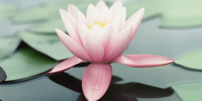 1200x661 How To Download Every iOS and macOS Wallpaper Ever