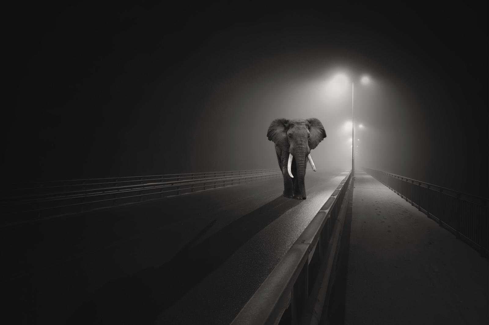 2560x1707 Elephant HD Wallpaper | Background Image | 2560x1707 | ID:930905