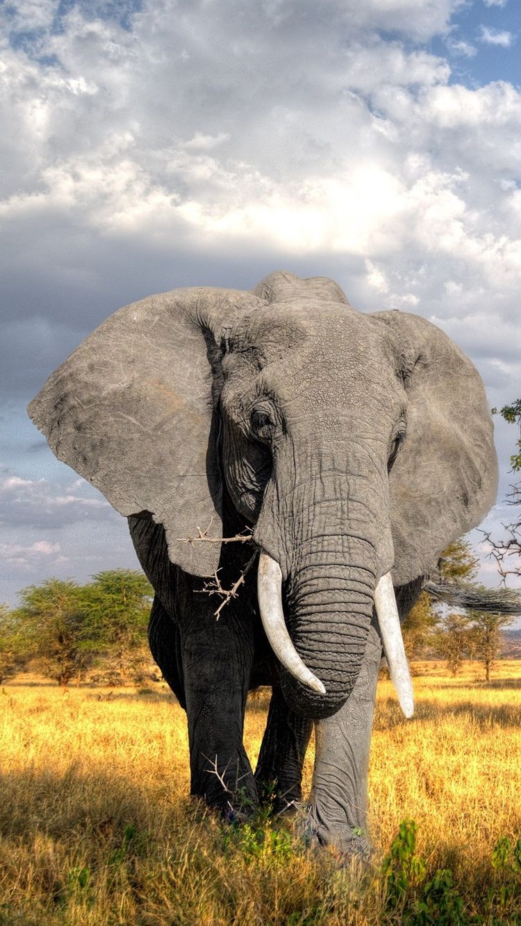 750x1334 Trees, grass, elephant 750x1334 iPhone 8/7/6/6S wallpaper