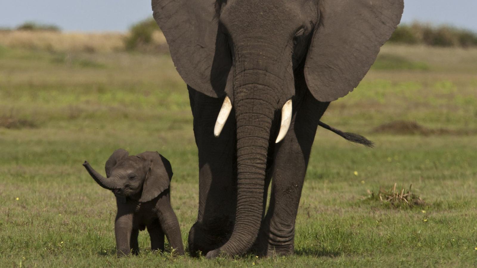 1920x1080 Elephant Wallpaper For Laptop