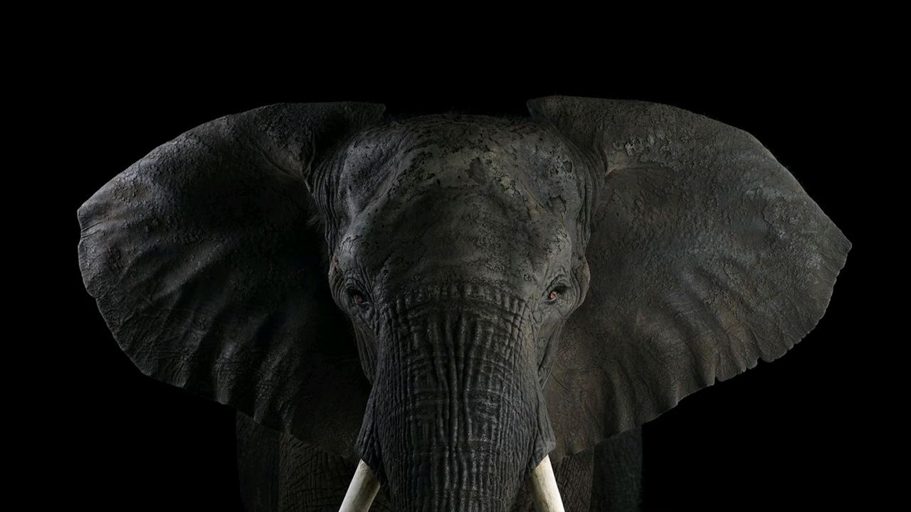 1280x720 Elephant wallpapers Gallery