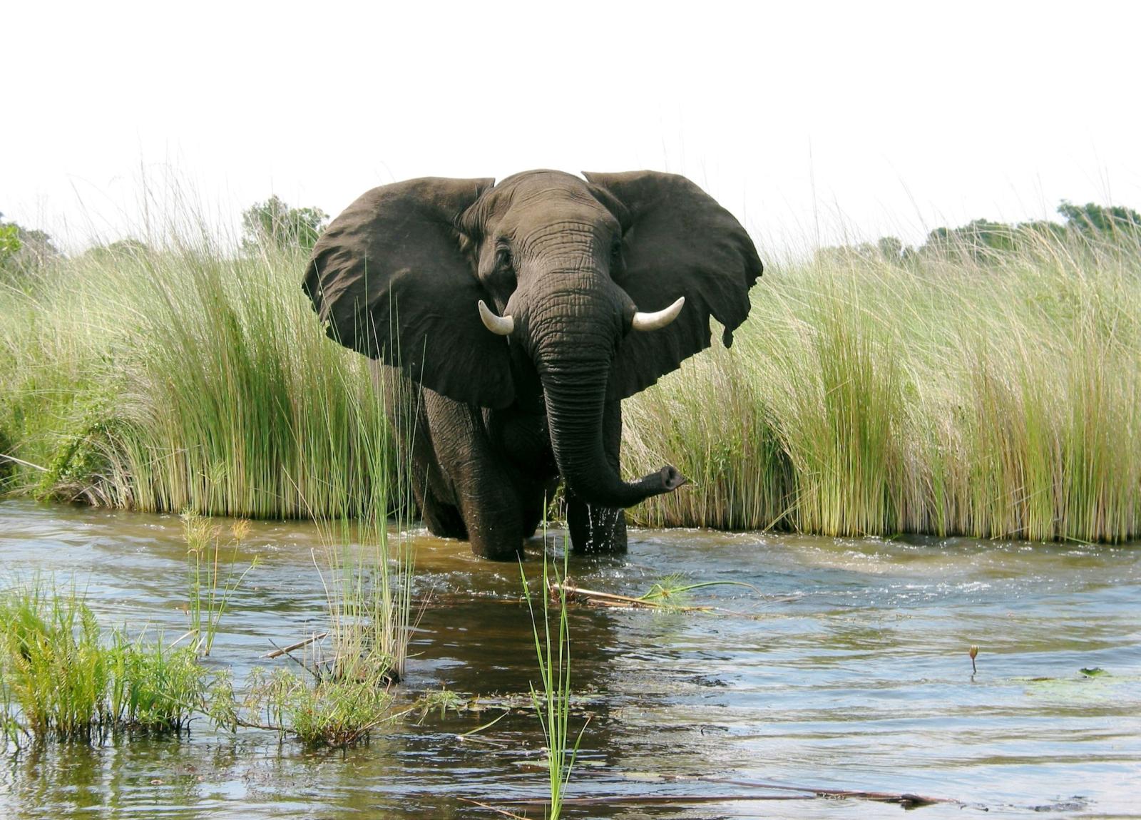 2272x1633 Elephant Images Free Download - Pexels Wallpaper