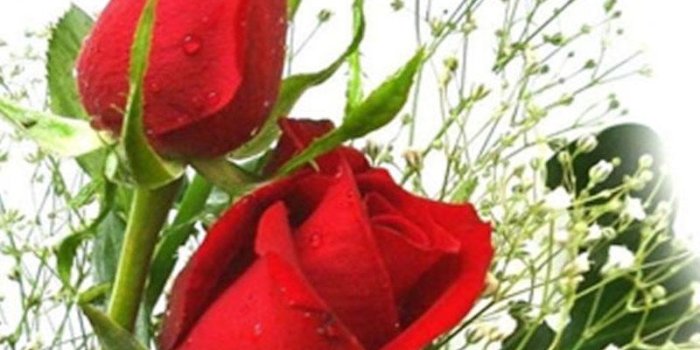 800x1280 HD Rose Flowers Live Wallpaper for Android - APK Download