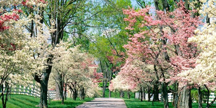 1440x1280 Garden Wallpaper 23 - 1440 X 1280