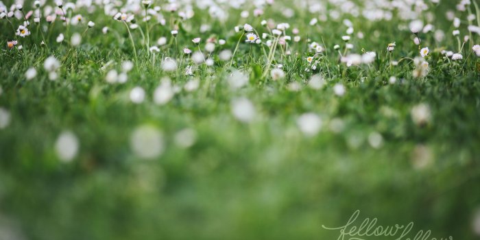 1920x1200 Freebie} Garden Wallpapers