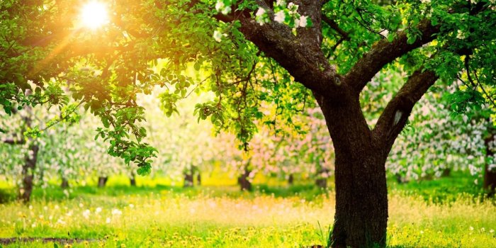 1920x1080 Beautiful Garden Wallpaper (57+ images)