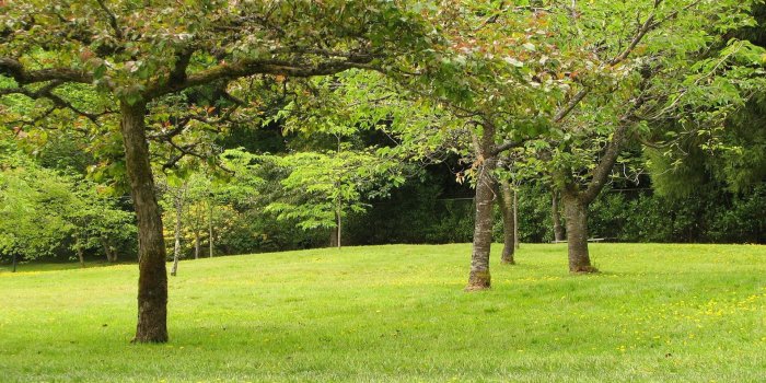 1920x1200 High Resolution Garden Wallpapers Backgrounds – buckshee only here