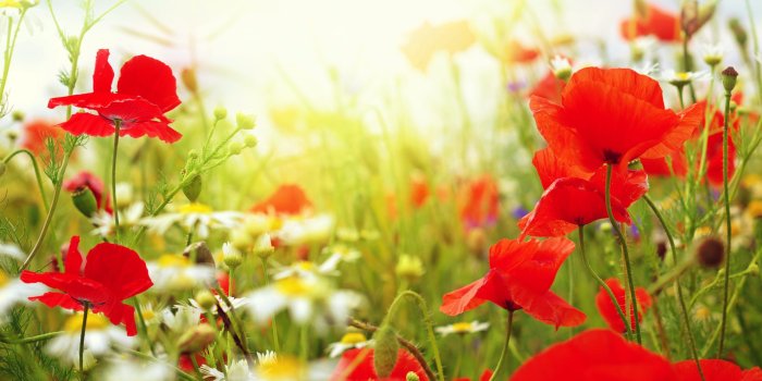 2560x1600 Free Download Incredible Pictures, 22 Garden HD Widescreen Wallpapers