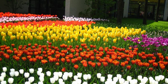 1600x1200 Tulip Garden Wallpaper #7039706