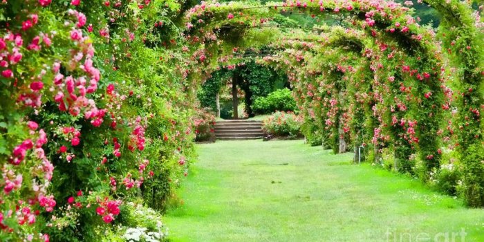 1920x1080 Rose gardens wallpapers Gallery