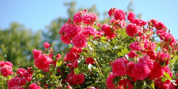 1600x900 Red Rose Garden Wallpaper Hd (57+), Download 4K Wallpapers For Free