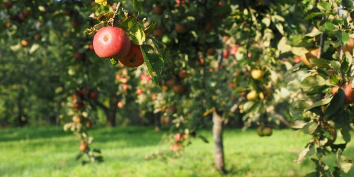 1920x1440 Apple Tree Wallpapers Download HD Images for Free