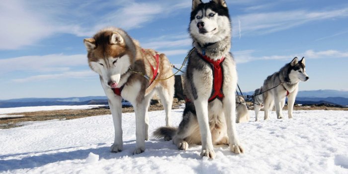2560x1600 Wallpaper Dog sledding, snow, sky, cold 2560x1600 HD Picture, Image