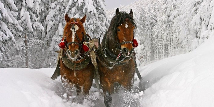 1920x1200 3311196 Horse, Snow, Sled, Sledding wallpaper and background