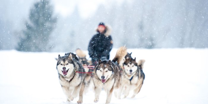 2048x1365 Dog Sledding Wallpapers High Quality | Download Free
