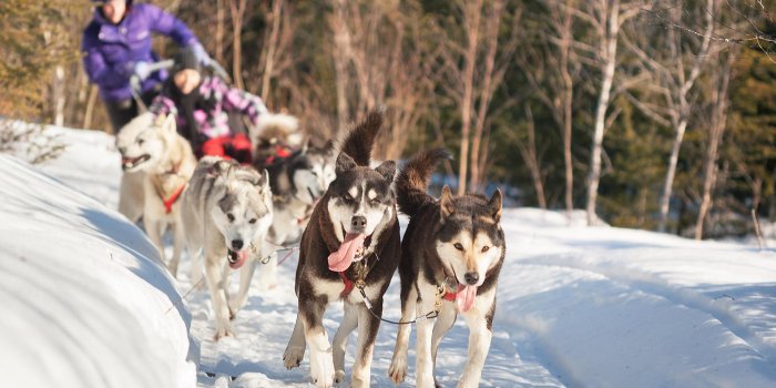 1920x1080 Have a dog sledding ride | Au Chalet en Bois Rond