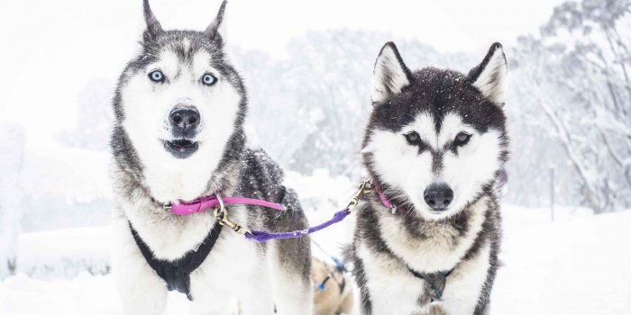 1920x1080 Forget the Arctic, how about husky sledding in Australia