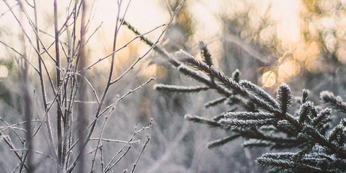 1242x2208 Cold frosted wallpapers for iPhone