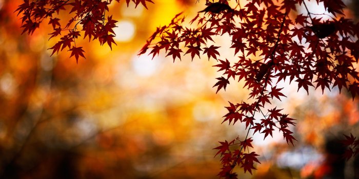 2880x1827 Autumn Wallpaper HD | ღ Seasons & Holidays ღ in 2019 | Fall