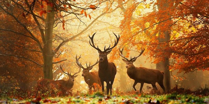 1920x1080 Autumn Wallpapers - Album on Imgur