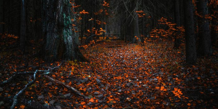 7680x4320 Autumn Leaves In A Dark Forest UHD 8K Wallpaper | Pixelz