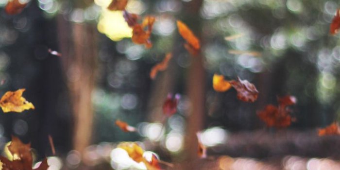 736x1308 8 Free Autumn Inspired iPhone 7 Plus Wallpapers | Preppy Wallpapers