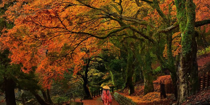 2400x1602 25+ Autumn Wallpapers, Backgrounds, Images, Pictures | Design Trends