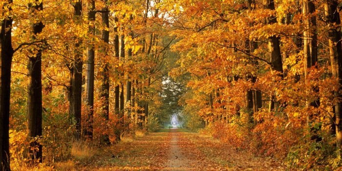 1680x1050 929 Fall HD Wallpapers | Background Images