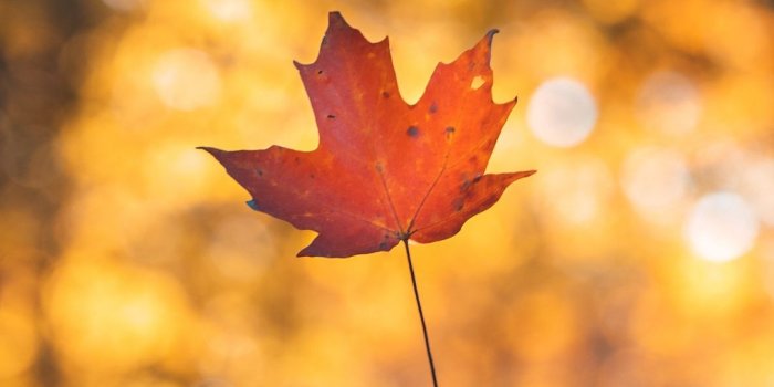 1080x1920 Leaf Maple Autumn Wallpaper - [1080x1920]
