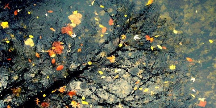 1209x822 Autumn Rain Hd Wallpaper | Elegant Wallpapers