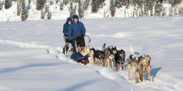 2048x1536 Anchorage, AK Dogsledding Day Tour | Guided Alaska Dog Sledding Day Trip