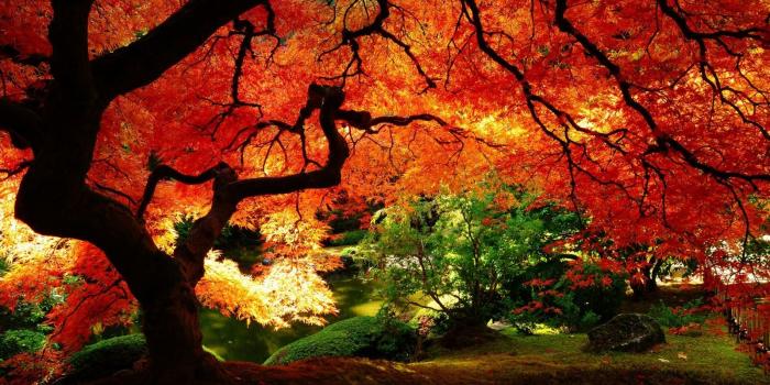 1600x900 Japanese Autumn Desktop Wallpapers - Top Free Japanese Autumn