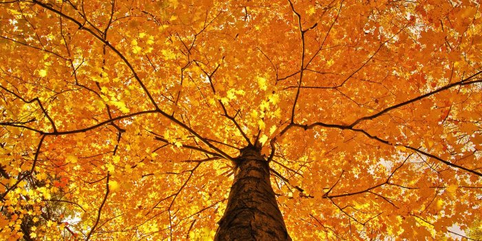 1920x1080 Nature Trees Leaves Color Yellow Autumn Wallpaper [1920x1080]