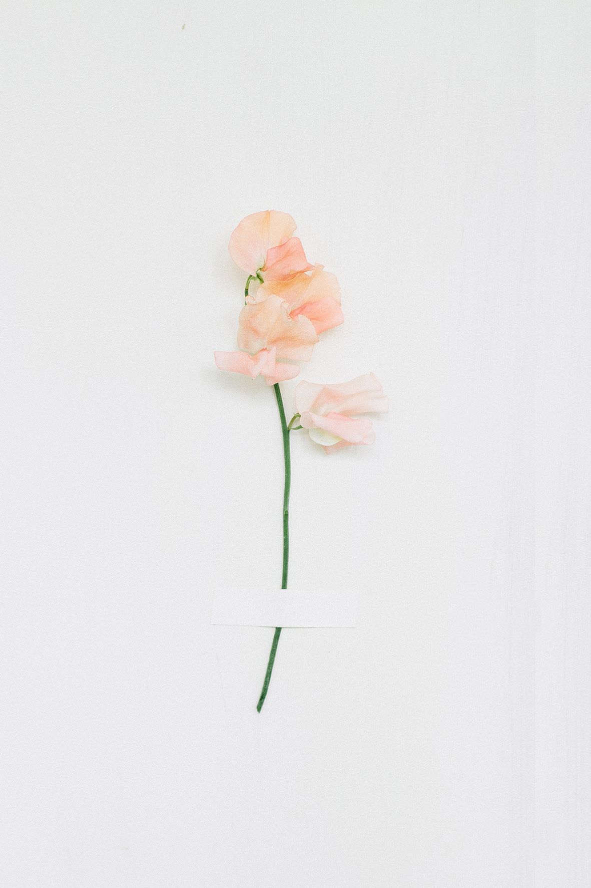 1181x1772 sweet pea | flora | Sweet pea flowers, Pastel wallpaper, Flowers nature