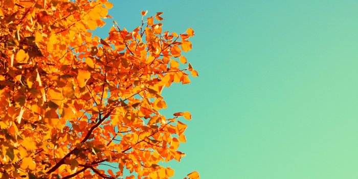 3840x2160 Wallpaper Tree, 5k, 4k wallpaper, sky, autumn, yellow, leaves