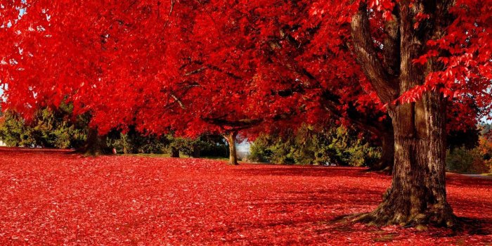 1920x1080 Autumn wallpaper HD ·① Download free wallpapers for desktop, mobile