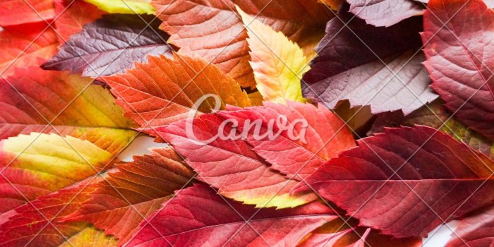1600x1291 autumn leaves. Colorful autumn leaves of wild grapes. Autumn time