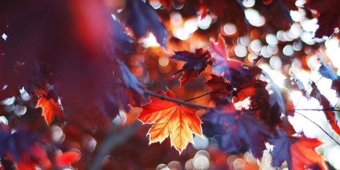 1280x800 Autumn Wallpaper - Autumn Wallpaper (35867671) - Fanpop