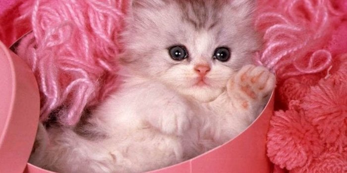 1024x768 Sweet And Cute Wallpapers