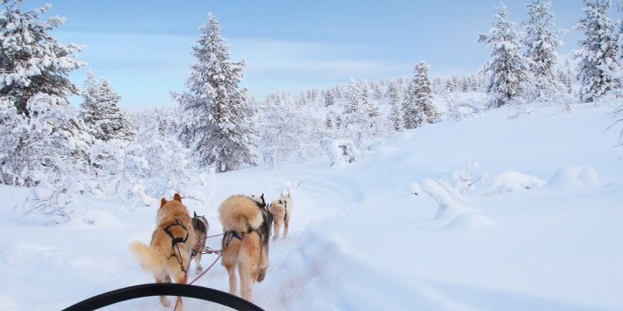 1920x1080 Dog Sledding | Magnificent Canines | City of Villarrica | Chile