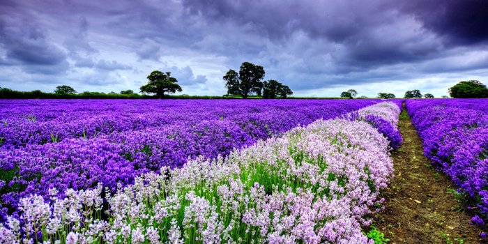 3840x2400 195 Lavender HD Wallpapers | Background Images