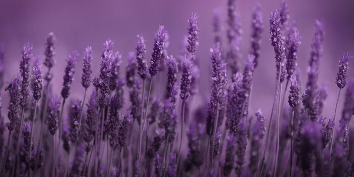 3888x2592 Lavender Hd Wallpaper
