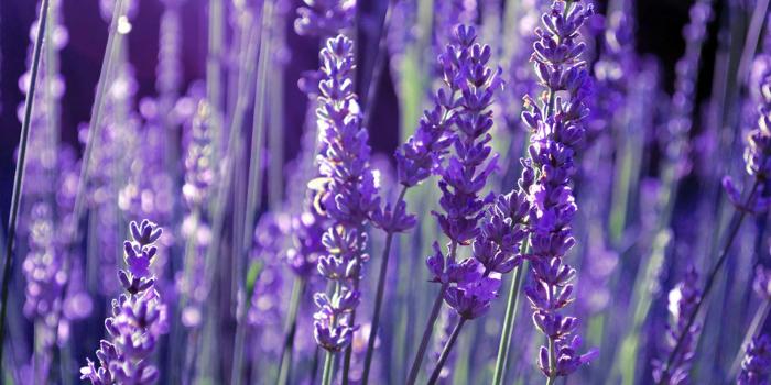 1920x1200 Lavender wallpaper - Flower wallpapers - #18825