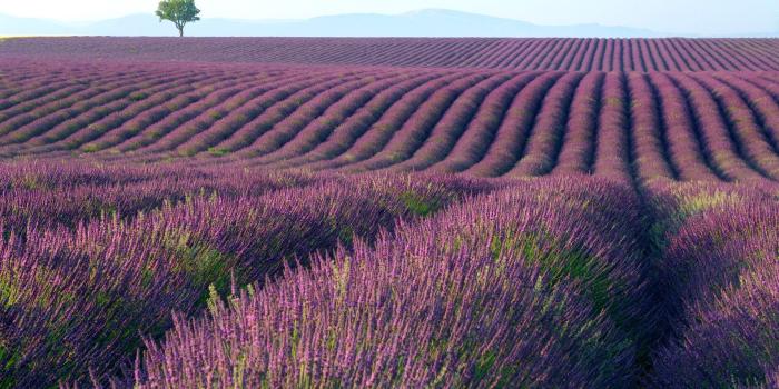 1920x1200 195 Lavender HD Wallpapers | Background Images