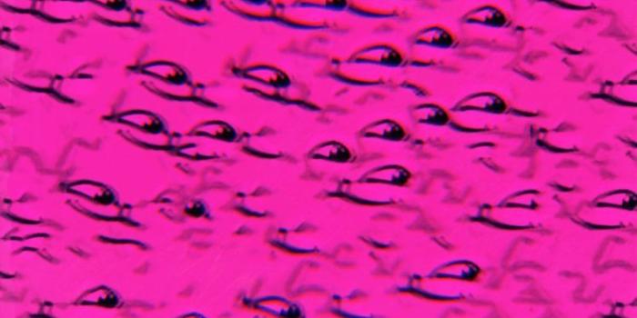 748x1330 abstract, LSD, Pink, Cat Wallpapers HD / Desktop and Mobile Backgrounds