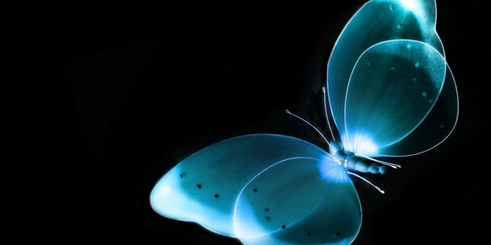 1600x1200 HD wallpapers for desktop | Beautiful sights in 2019 | Butterfly