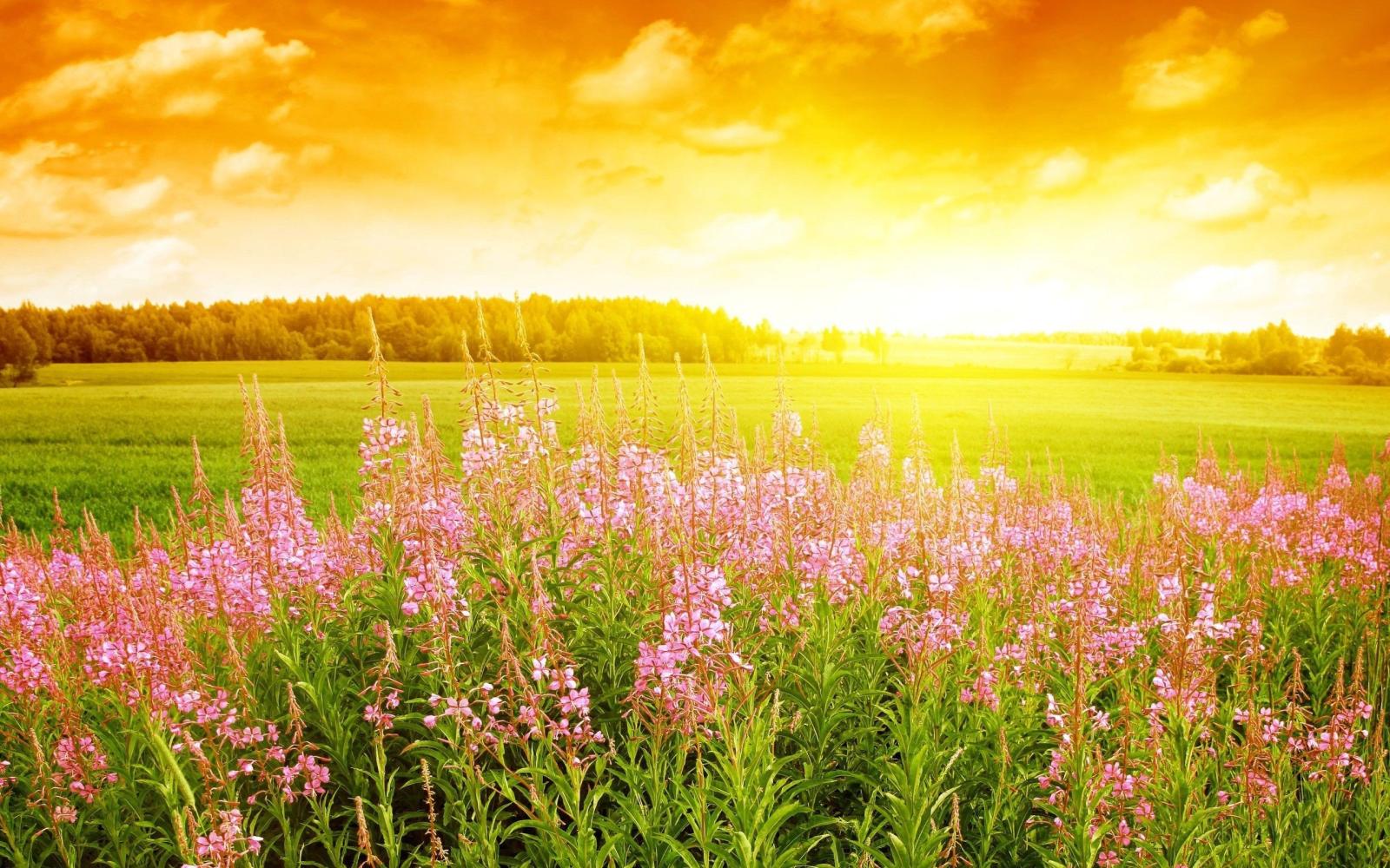 2560x1600 45+ Sunshine Spring Landscape Wallpapers - Download at WallpaperBro