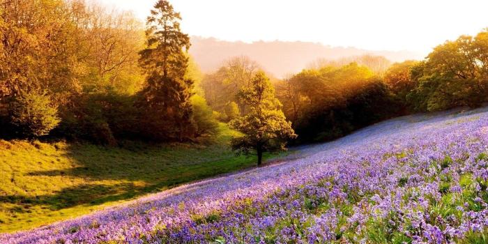 1680x1050 49+] Nature Sunshine Free Wallpapers on WallpaperSafari