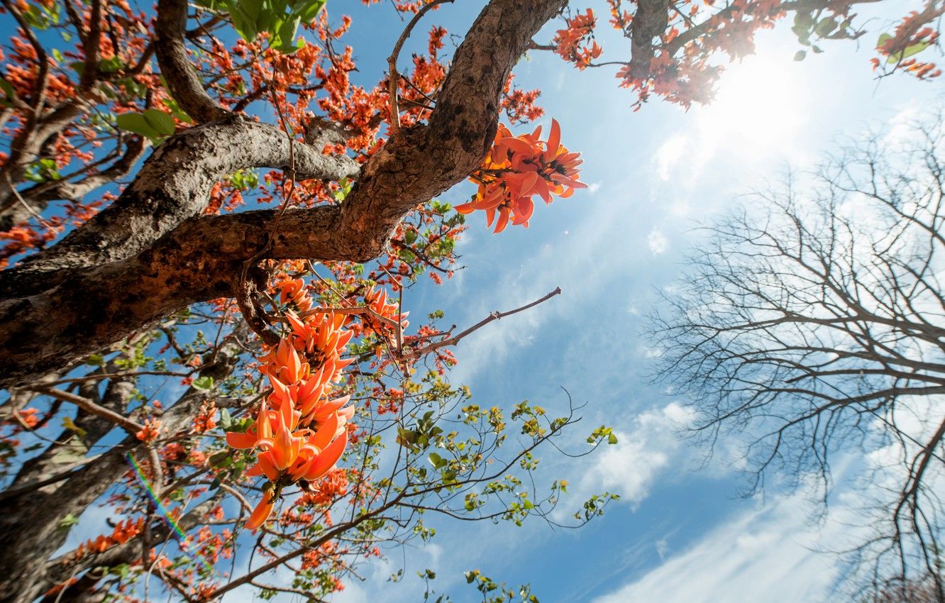 1332x850 Wallpaper the sky, leaves, the sun, flowers, tree, spring, sunshine